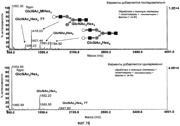 Исследование n-гликанов с использованием экзогликозидаз (патент 2475759)
