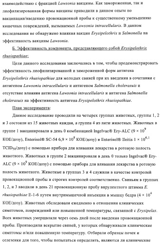 Иммуногенные композиции, содержащие lawsonia intracellularis (патент 2443430)