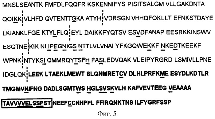 Слитый транскрипт реаранжированных генов scca1 и scca2, кодирующая его последовательность днк и экспрессирующая плазмида (варианты) (патент 2288269)