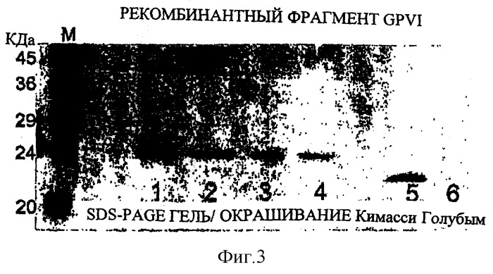 Рекомбинантный рецептор коллагена на тромбоцитах гликопротеин vi и его применение в фармацевтике (патент 2287580)