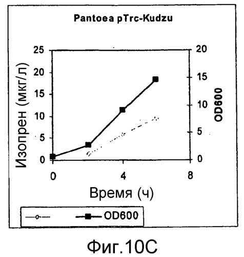 Полимеры изопрена из возобновляемых источников (патент 2505605)