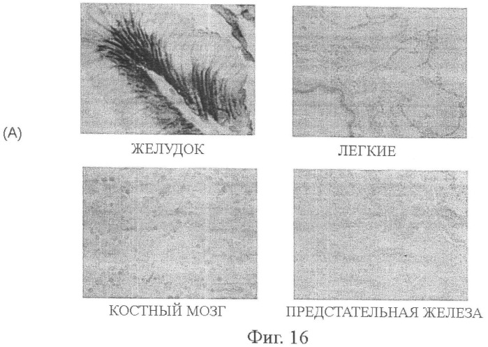Моноклональные антитела к клаудину-18 для лечения рака (патент 2445319)