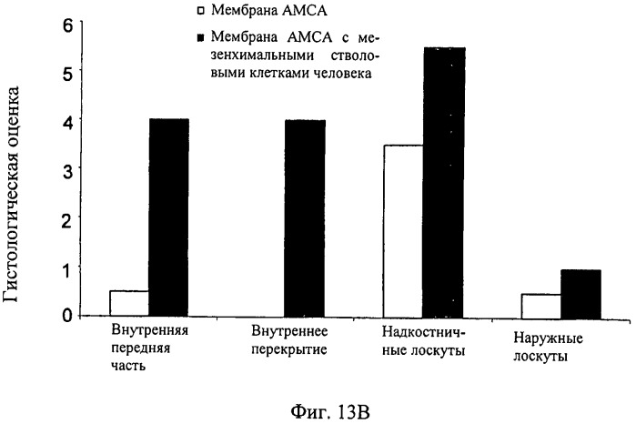 Мембрана для регенерации ткани (патент 2532345)
