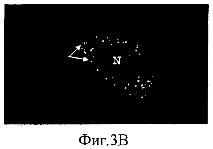 Получение биологически активных белков (патент 2441911)