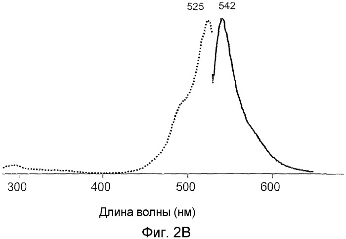 Флуоресцирующие белки и хромопротеины из видов hydrozoa, не относящихся к aequorea, и способы их получения (патент 2338785)