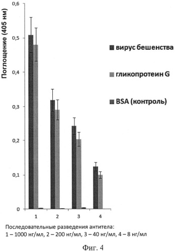 Тримеризованное однодоменное антитело, специфически связывающееся с гликопротеином g вируса бешенства, нейтрализующее вирус бешенства (патент 2533802)