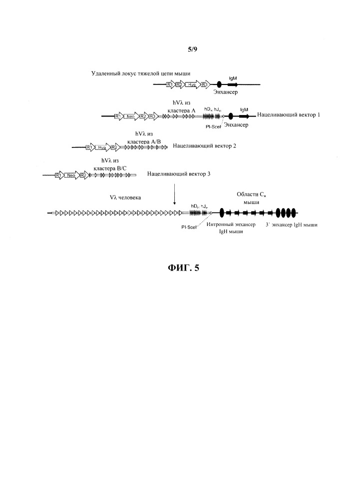 Гуманизированные грызуны, которые экспрессируют тяжелые цепи, содержащие домены vl (патент 2664185)