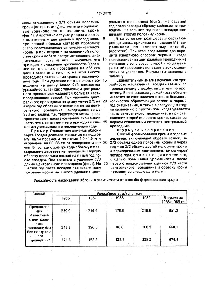 Способ формирования кроны плодовых деревьев (патент 1743470)