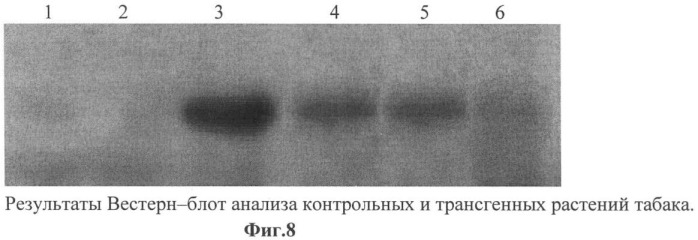 Использование гена мембранной пирофосфатазы бактерии rhodospirillum rubrum для изменения свойств растений (патент 2378379)