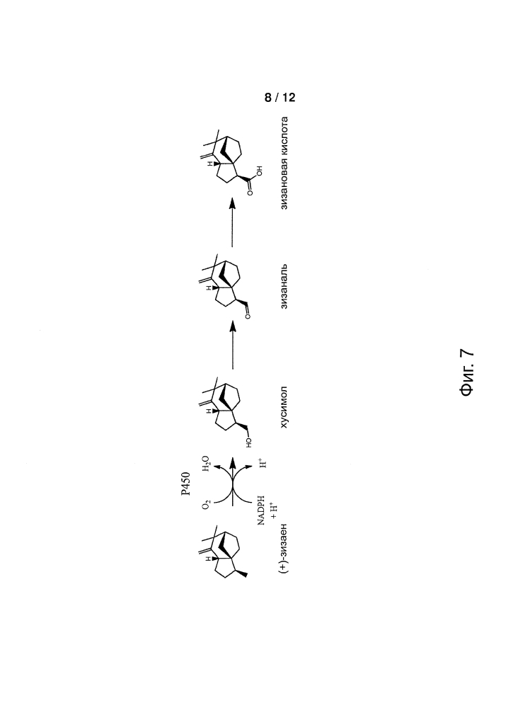 Цитохром p450 и его применение для энзиматического окисления терпенов (патент 2625224)