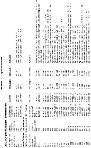 Гены corynebacterium glutamicum, кодирующие белки метаболических путей (патент 2306339)