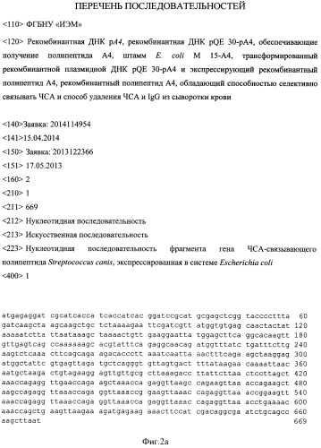 Рекомбинантная днк pa4, рекомбинантная днк pqe 30-pa4, обеспечивающие получение полипептида a4, штамм esherichia coli m 15-a4, трансформированный рекомбинантной плазмидной днк pqe 30-pa4 и экспрессирующий рекомбинантный полипептид a4, рекомбинантный полипептид a4, обладающий способностью селективно связывать чса, аффинные сорбенты (варианты) и способы удаления чса и igg из сыворотки крови (варианты) (патент 2572343)