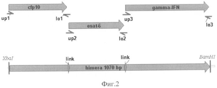 Рекомбинантная плазмида pbi121-esat6-cfp10-gifn, кодирующая белки esat6 и cfp10 mycobacterium tuberculosis и гамма-интерферон человека в трансгенных растениях (патент 2468082)