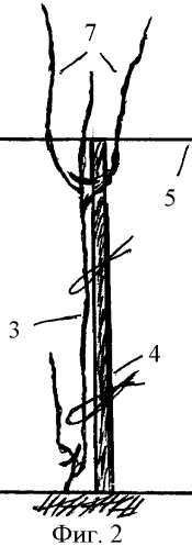 Способ ведения виноградных кустов (патент 2357406)
