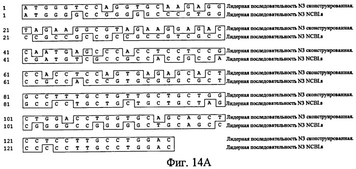 Антитела-антагонисты против notch3 и их применение для профилактики и лечения связанных с notch3 заболеваний (патент 2493167)