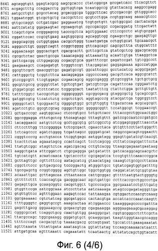 Рекомбинантная вакцина от птичьего гриппа и её применение (патент 2559527)