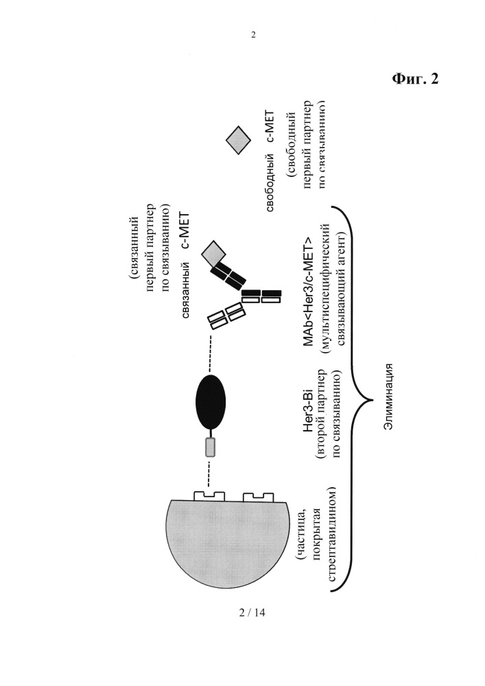 Способ детекции партнера по связыванию мультиспецифического связывающего агента (патент 2620563)
