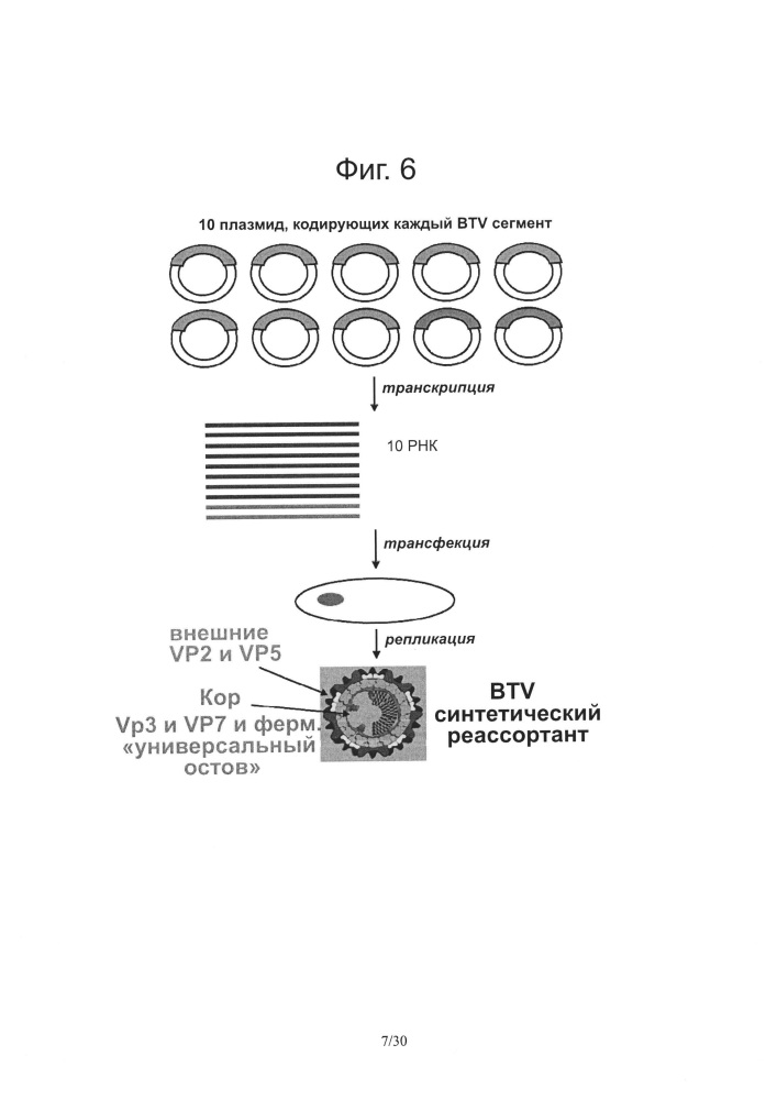 Реассортантные btv и ahsv вакцины (патент 2656187)