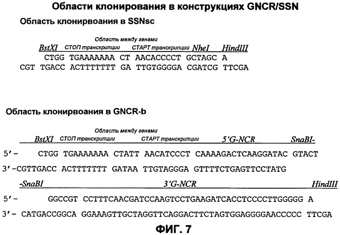 Векторы на основе рекомбинантных вирусов отряда mononegavirales (патент 2435857)