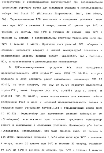 Новый лиганд рецептора цитокина zcytor17 (патент 2360923)