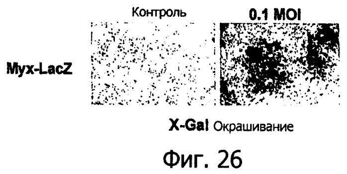 Применение комбинации вируса миксомы и рапамицина для терапевтического лечения (патент 2461630)
