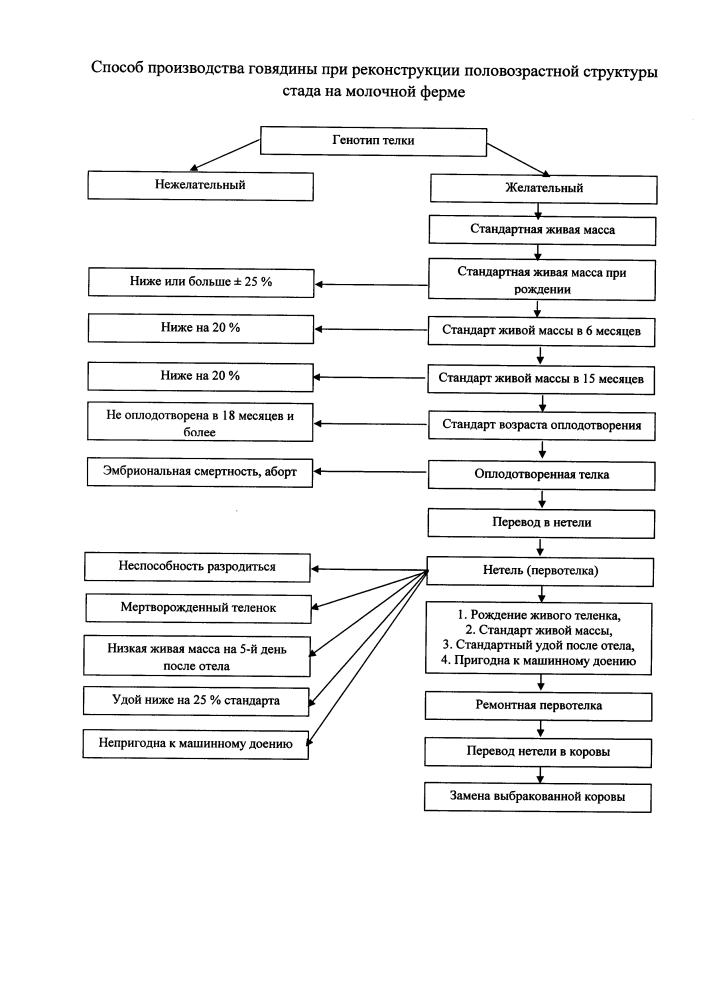 Способ производства говядины при реконструкции половозрастной структуры стада на молочной ферме (патент 2645248)