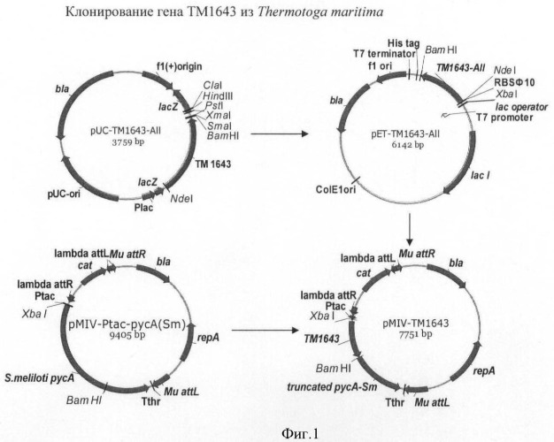 Бактерия семейства enterobacteriaceae - продуцент l-аспарагиновой кислоты или метаболитов, производных l-аспарагиновой кислоты, и способ получения l-аспарагиновой кислоты или метаблитов, производных l-аспарагиновой кислоты (патент 2472853)