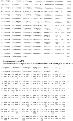 Рекомбинантная плазмида (варианты), штамм escherichia coli (варианты) - продуцент химерных белков, химерный белок (варианты), способ иммобилизации, концентрирования и очистки рекомбинантных белков на целлюлозе, способ иммобилизации рекомбинантных белков на полистирольных носителях (патент 2378371)