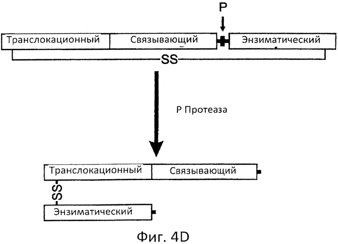 Разрушаемые клостридиальные токсины (патент 2561465)