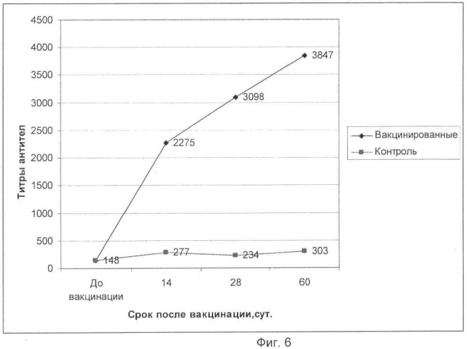 Вакцина ассоциированная против ньюкаслской болезни, реовирусного теносиновита и метапневмовирусной инфекции птиц инактивированная эмульсионная (патент 2480238)