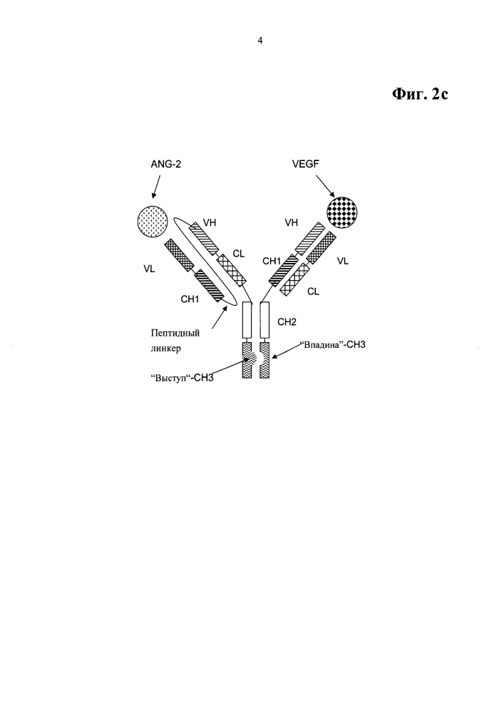 Биспецифические двухвалентные антитела анти-vegf/анти-ang-2 (патент 2597973)