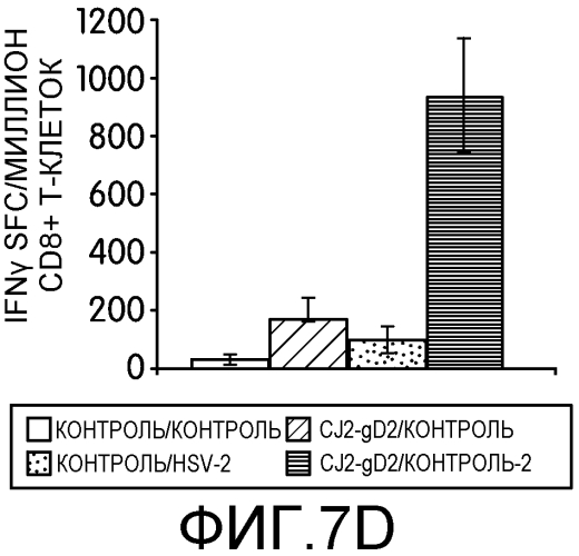 Вакцины против вируса простого герпеса (патент 2575067)