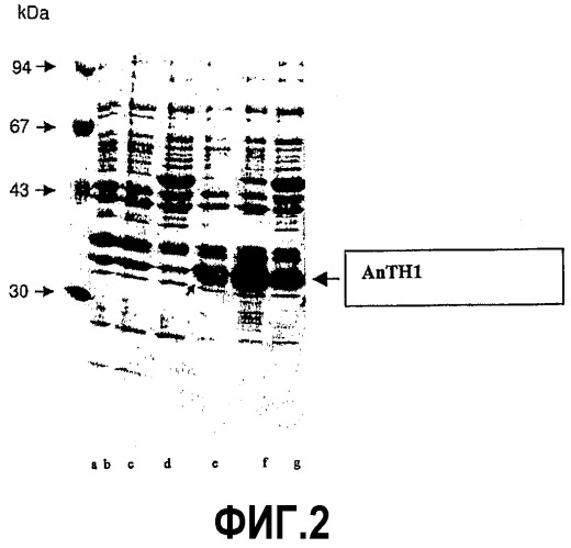 Рекомбинантный химерный белок anth1, кодирующая его нуклеиновая кислота и их применение (патент 2322455)