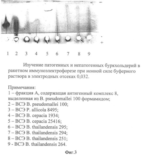 Способ дифференцирования патогенных от непатогенных буркхольдерий (патент 2378360)