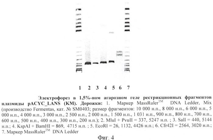 Рекомбинантная плазмидная днк pacyc-lans(km), штамм escherichia coli bl21(de3), трансформированный рекомбинантной днк pacyc-lans(km), и способ получения рекомбинантной l-аспарагиназы erwinia carotovora (патент 2441916)