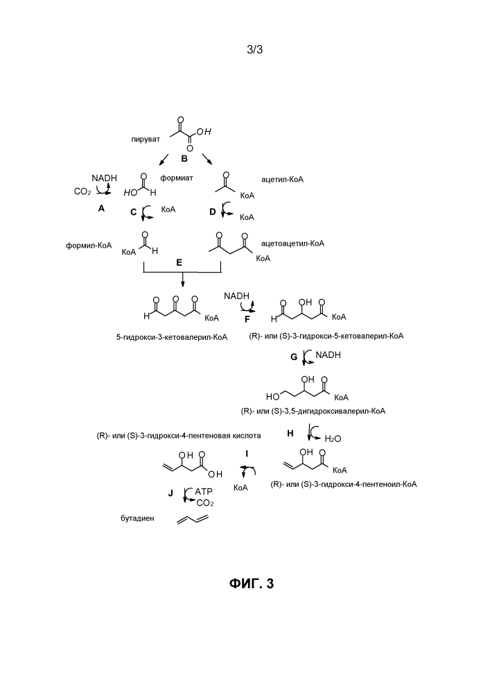 Модифицированные микроорганизмы и способы получения бутадиена с их применением (патент 2639564)