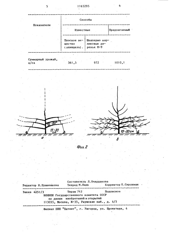 Способ формирования кроны плодовых деревьев (патент 1165295)