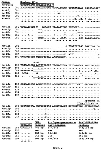 Способ проведения пцр и пцр-пдрф для идентификации аллельных вариантов waxy-генов пшеницы (патент 2528748)