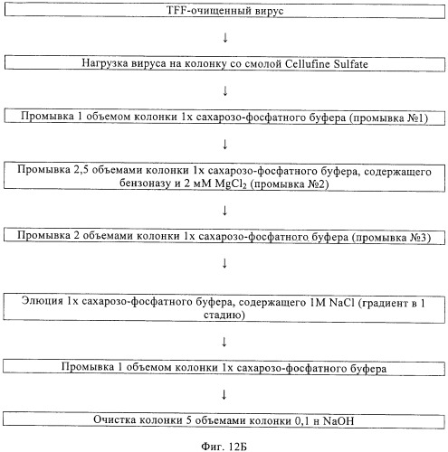 Линии клеток почки собаки майдин-дэрби (mdck), поддерживающие рост вирусов до высоких титров, и способ применения этих клеток в биореакторе (патент 2487935)