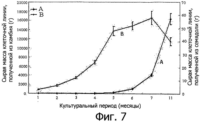 Растительная клеточная линия, полученная из камбия травянистого растения с запасающим корнем, и способ ее выделения (патент 2467067)