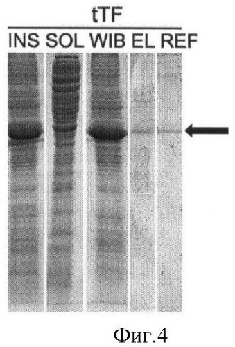 Экспрессионная плазмидная днк p6e-ttf, кодирующая внеклеточный и трансмембранный домены тканевого фактора человека и штамм e.coli bl21[de3]/p6e-ttf-продуцент рекомбинантного тканевого фактора человека (патент 2426780)