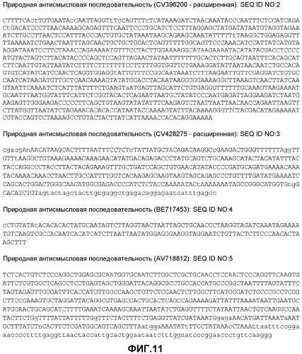 Лечение сиртуин 1 (sirt1)-связанных заболеваний путем ингибирования натурального антисмыслового транскрипта (патент 2551234)