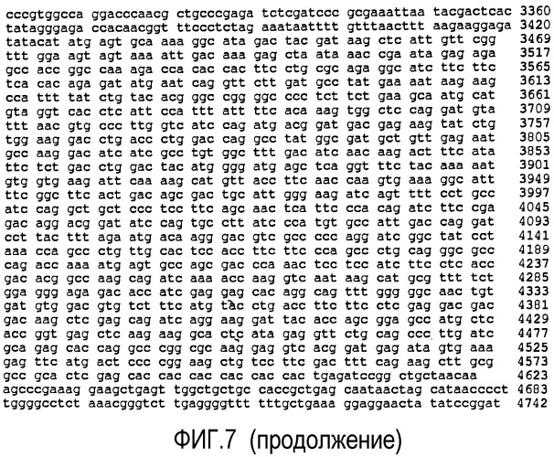Выделенные популяции миелоподобных клеток и способы лечения с использованием таких популяций (патент 2473686)