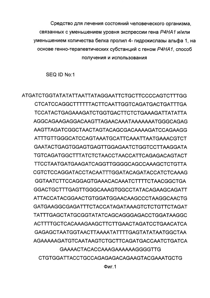 Средство для лечения состояний человеческого организма, связанных с уменьшением уровня экспрессии гена р4на1 и/или уменьшением количества белка пролил 4- гидрокислазы альфа 1 на основе генно-терапевтических субстанций с геном р4на1, способ получения и использования (патент 2658428)