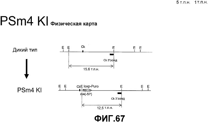 Желудочно-кишечный пролиферативный фактор и его применения (патент 2343158)