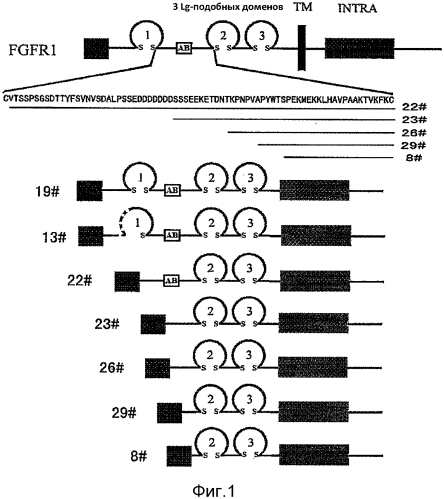 Fgf-r-fc слитый белок и его использование (патент 2560573)