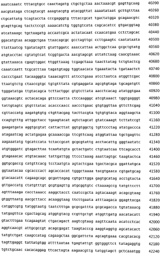 Бактериофаг, обладающий активностью против pseudomonas aeruginosa, белки бактериофага и способы их применения (патент 2580248)