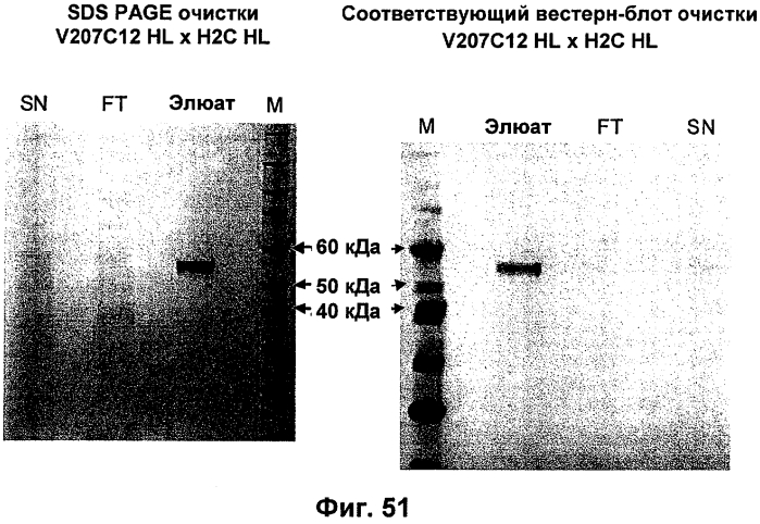 Cd3-эпсилон-связывающий домен с межвидовой специфичностью (патент 2561457)