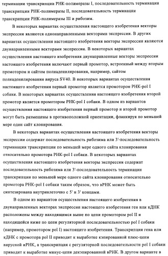 Способы и композиции для экспрессии антисмысловой вирусной рнк в клетках собаки (патент 2457250)