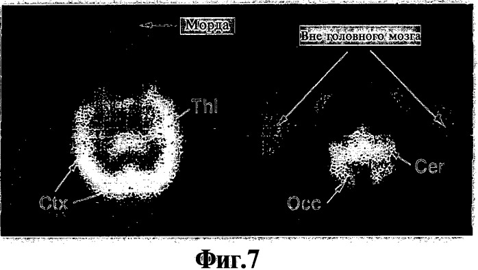 Производные тиофлавина, связывающие амилоид, способ обнаружения in vivo отложений амилоида и способ распознавания болезни альцгеймера (патент 2324686)